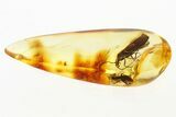 Detailed Fossil Caddisfly and Dagger Fly In Baltic Amber #288641-1